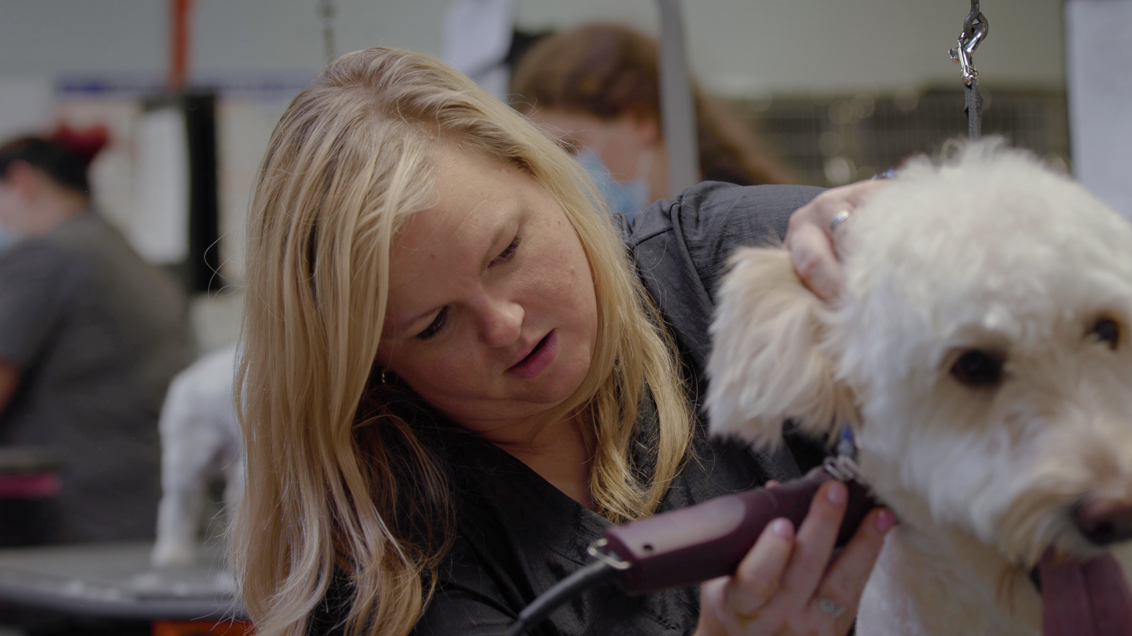 Close up of female groomer triming fur below a dog's right ear