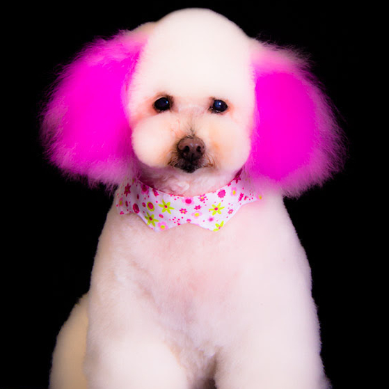 Fluffy white dog with bright pink ears and polka dot collar groomed with Andis clippers.