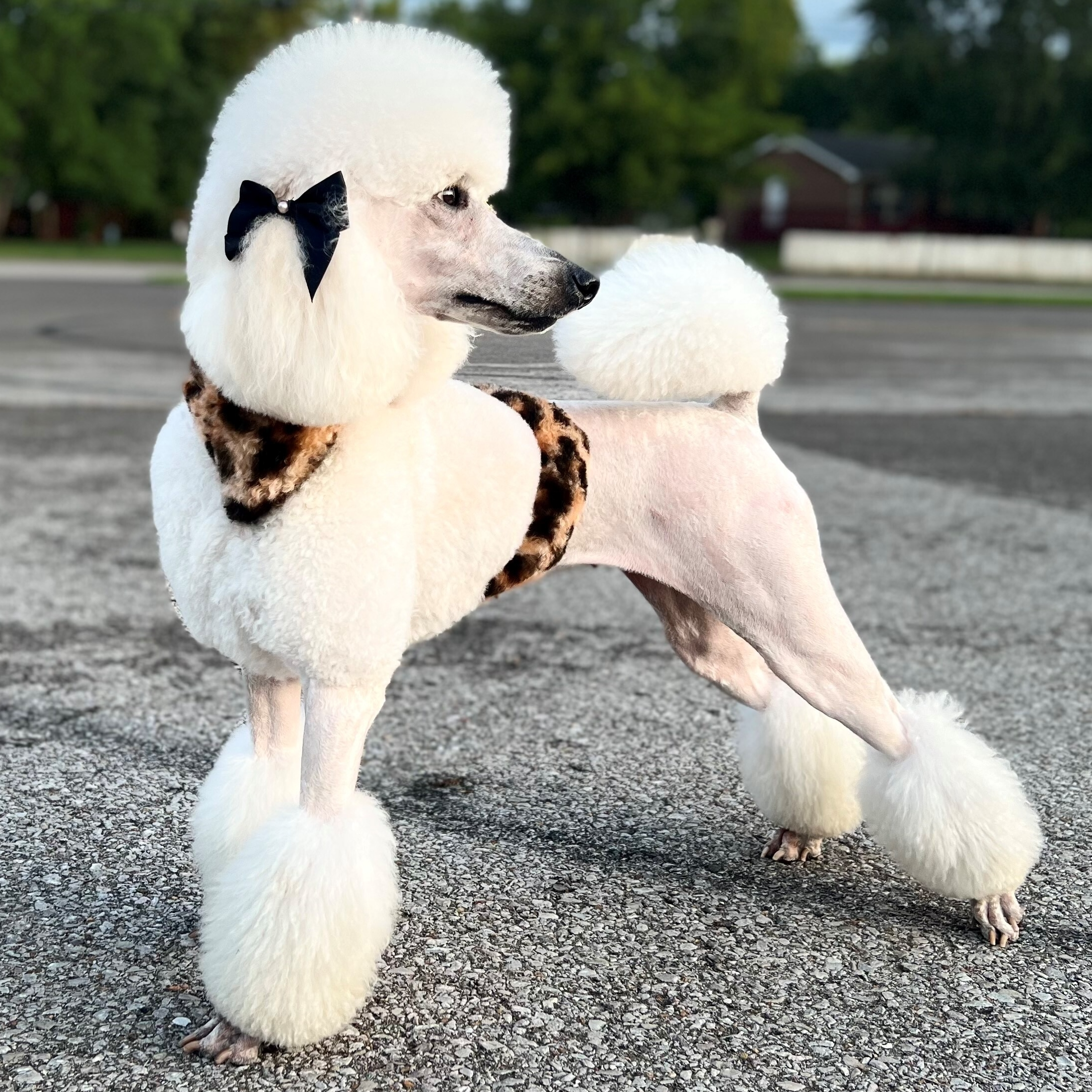 Standard poodle with a black bow on one ear and cheetah pattern on hair around neck and waist. Groomed by Andis groomer.