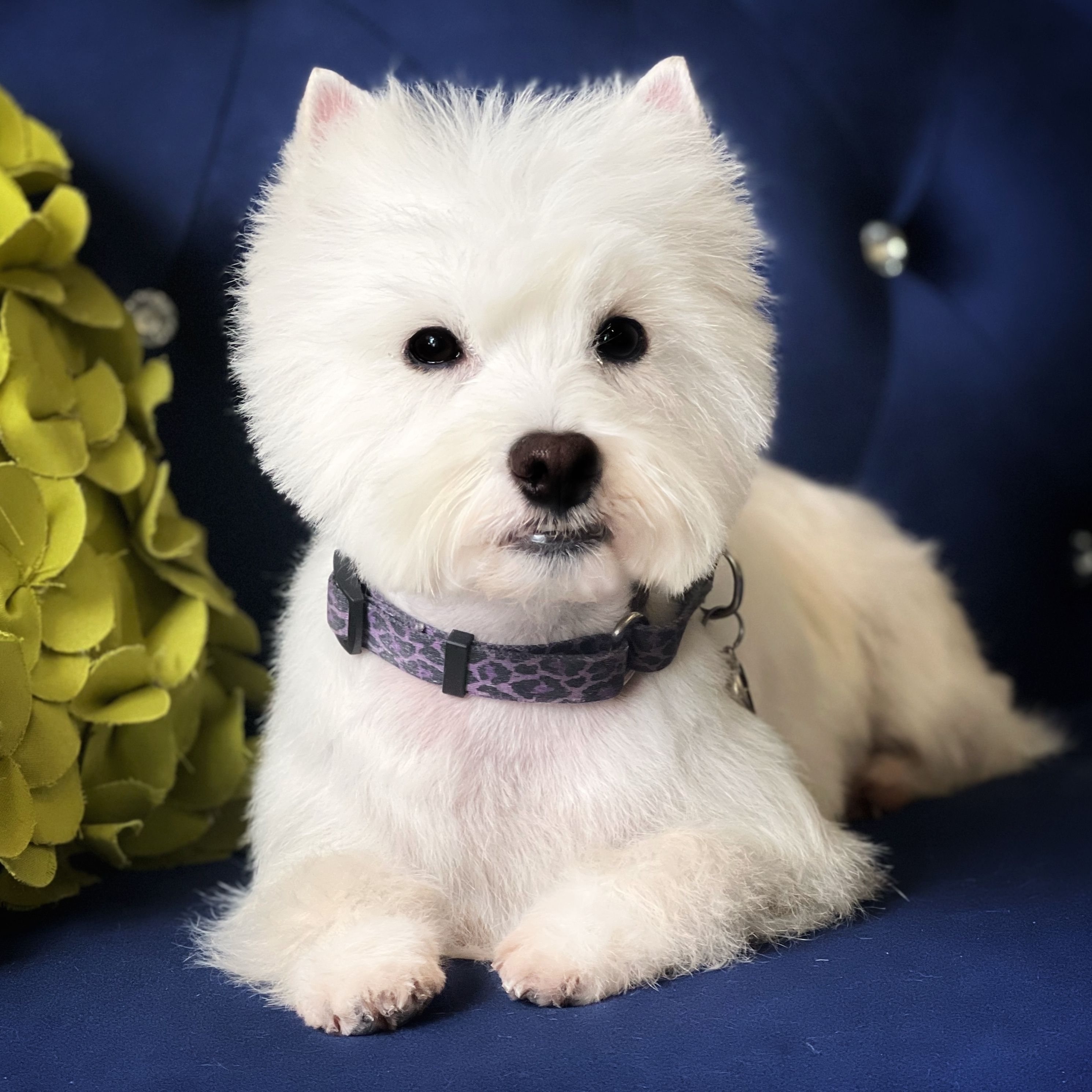 A freshly groomed West Highland White Terrier wearing a purple patterned collar laying on a couch.
