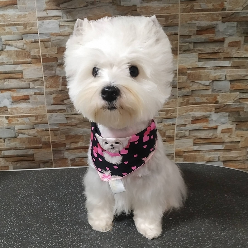 Recently groomed with Andis tools, a West Highland White Terrier is shown with a black and pink bandana.