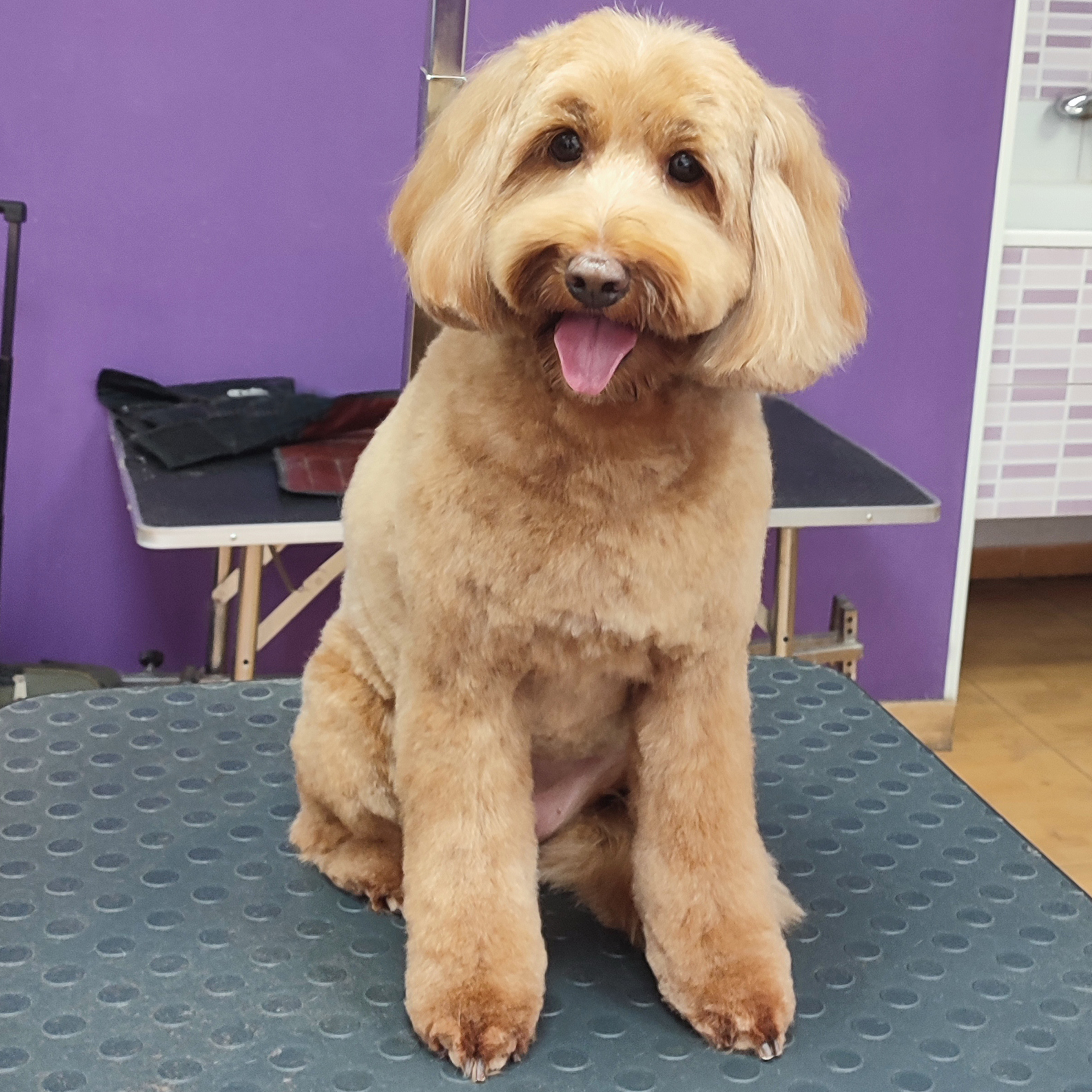 Friendly golden Doodle with fresh groom by Andis tools, sitting on green grooming mat in front of purple wall.