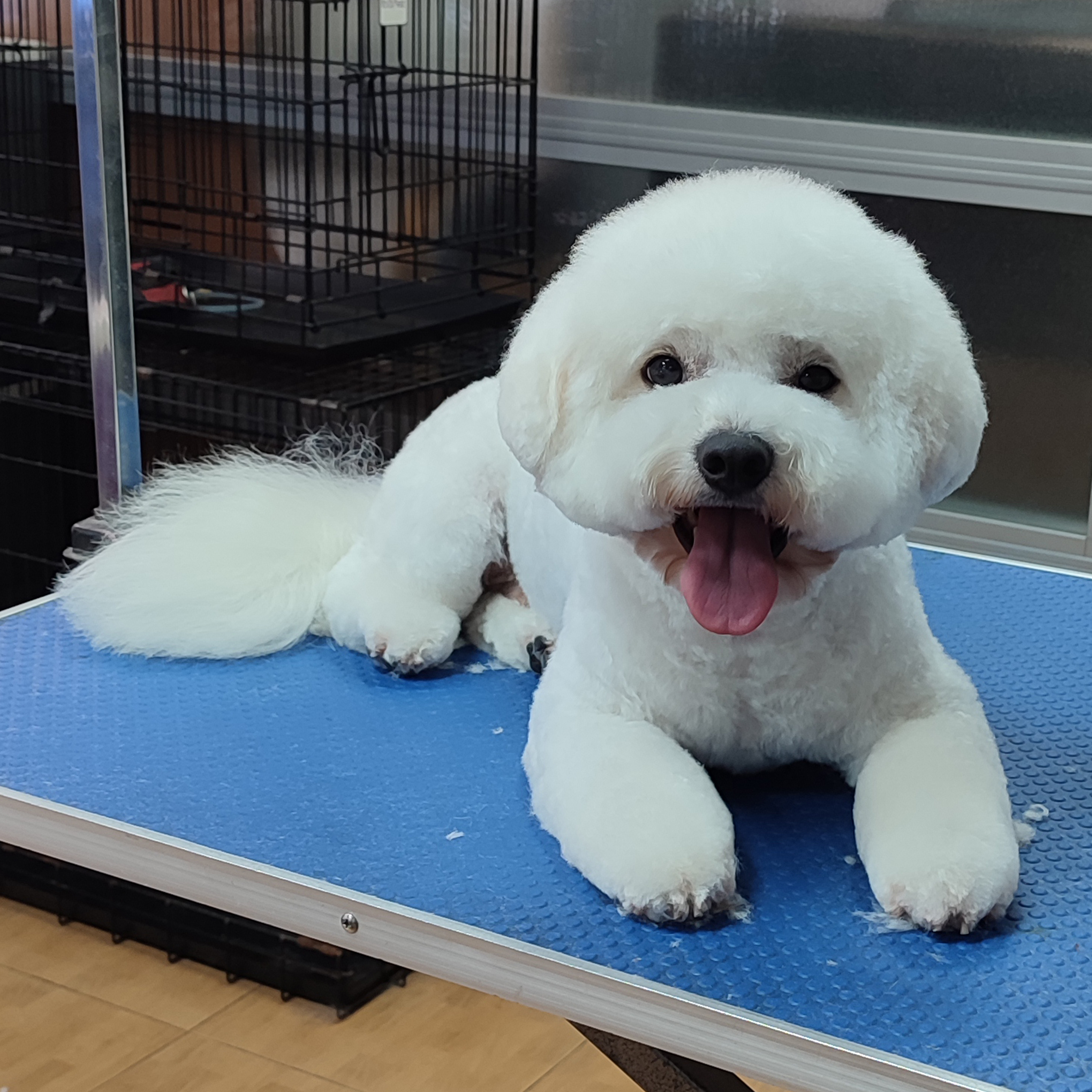Happy white Bichon Frise laying down on blue grooming table after a cute style by Andis tools.
