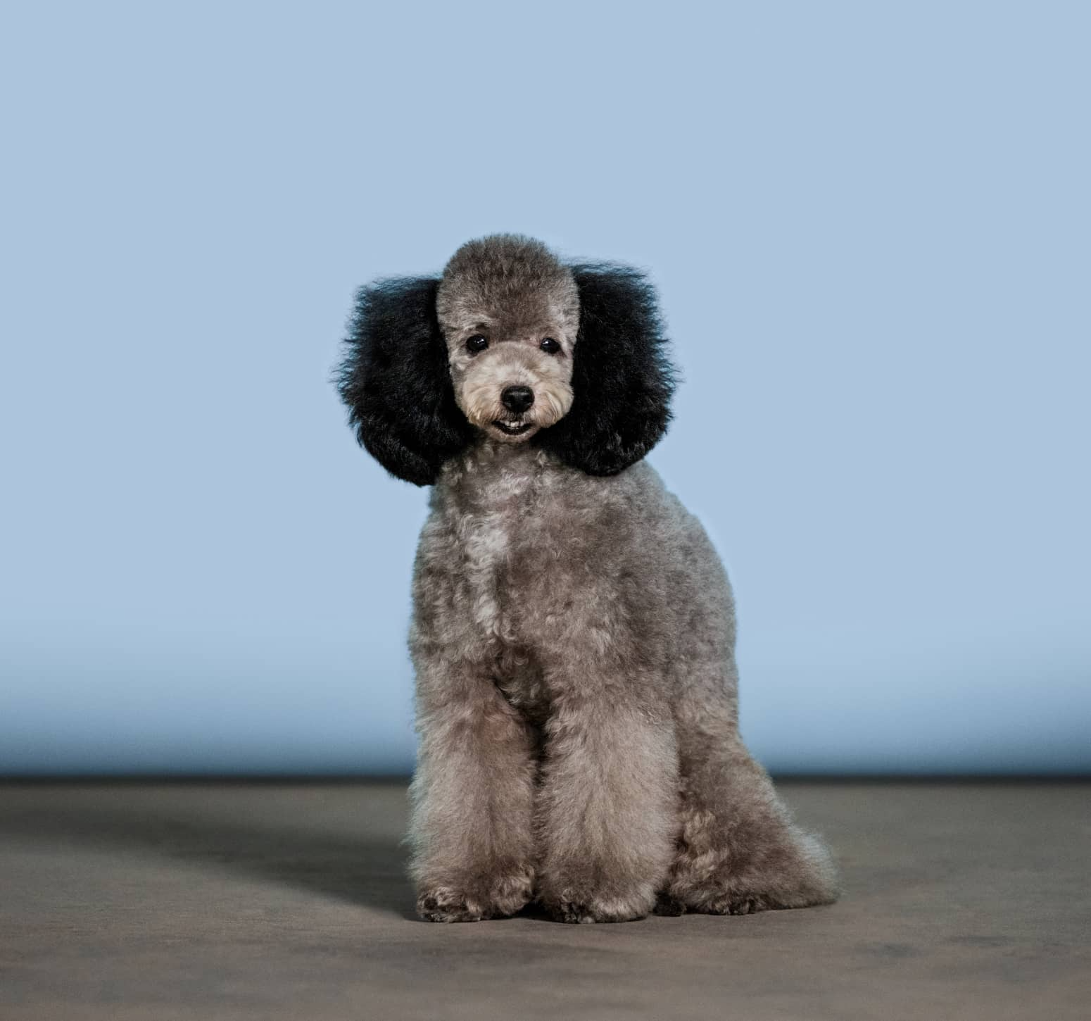 Gray poodle on blue background