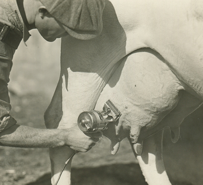 black and white photo of man clipping cow utter