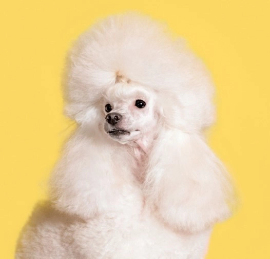 Large image of White poodle on yellow background